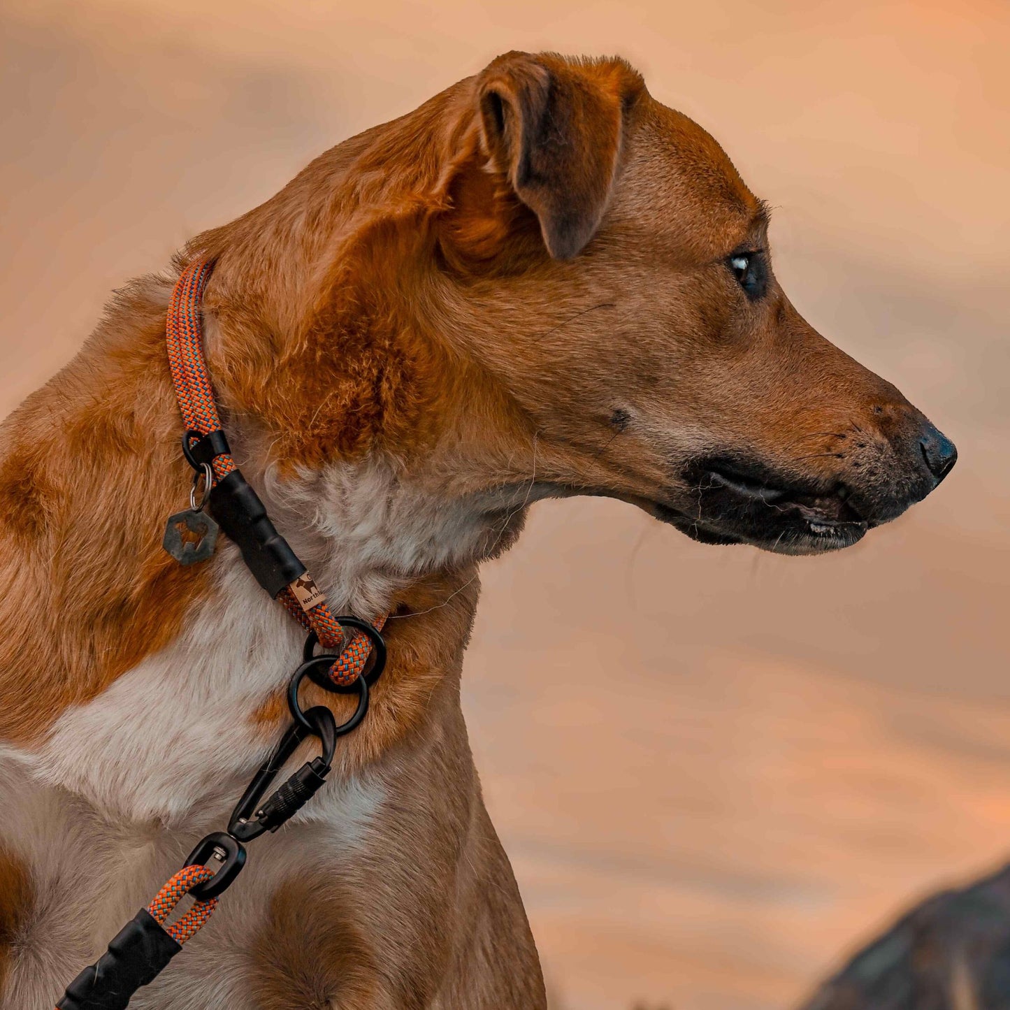 The NT Slip Collar