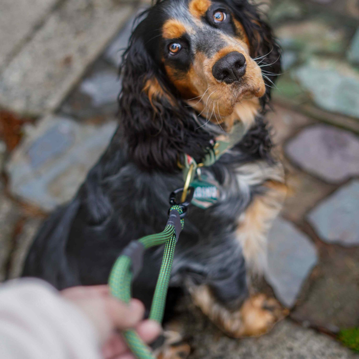 The Summit Seeker North Tail Leash