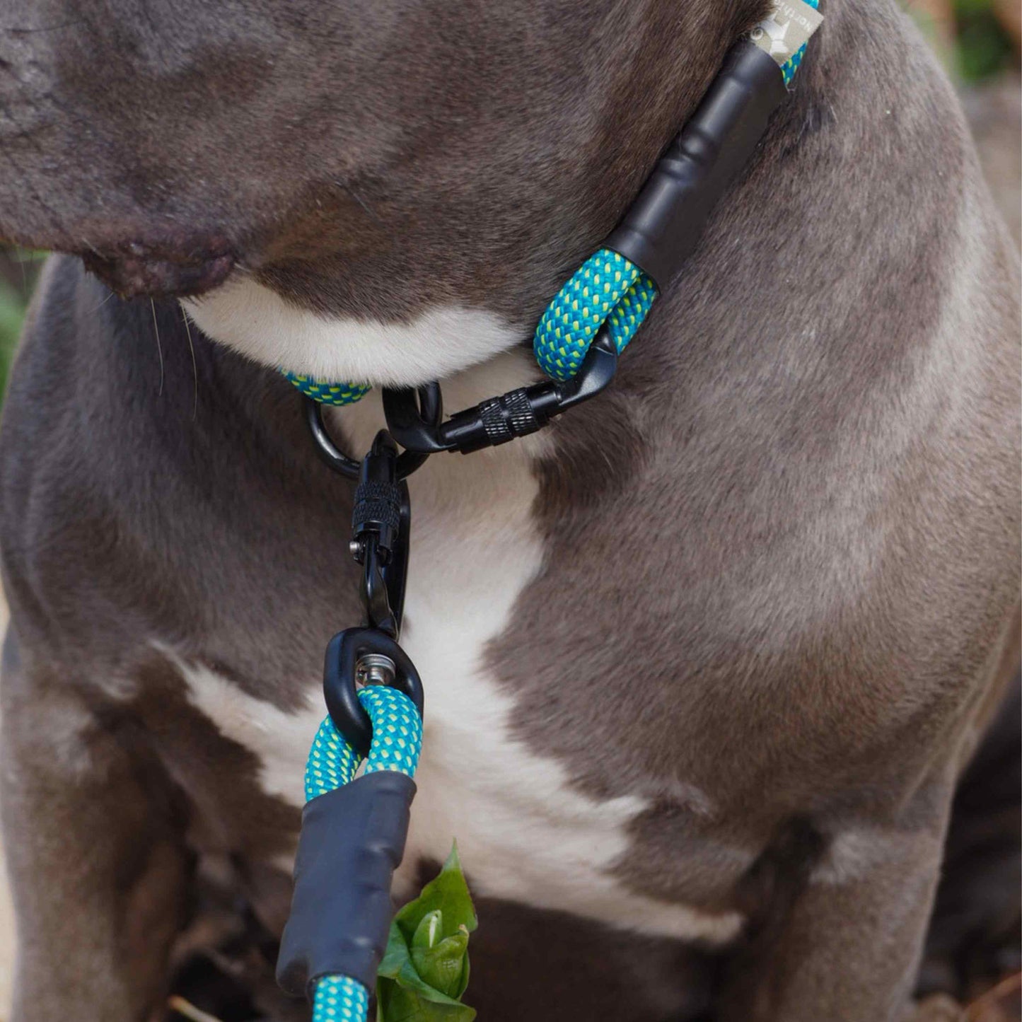 Trailhead | Carabiner Rope Collar