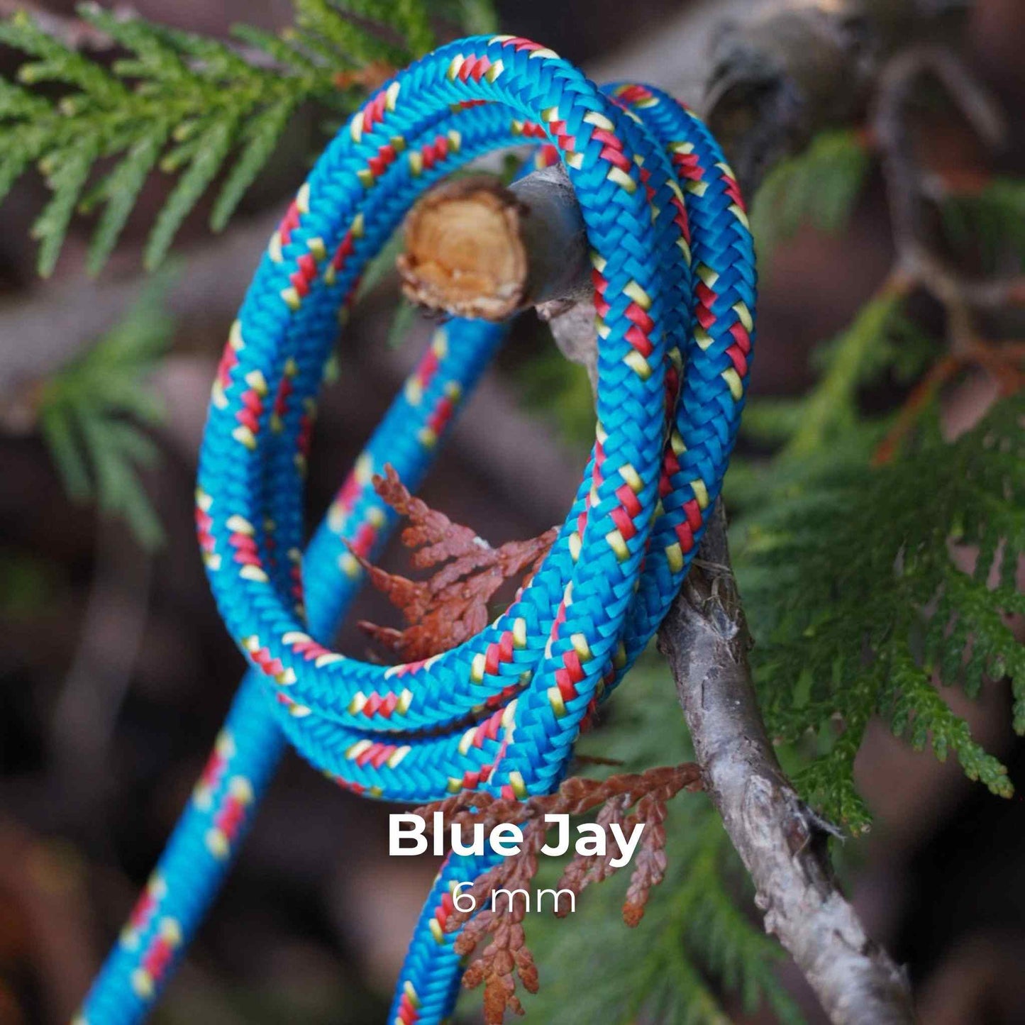 FeatherLite 6mm | Sniff Walker – Basic Everyday Leash