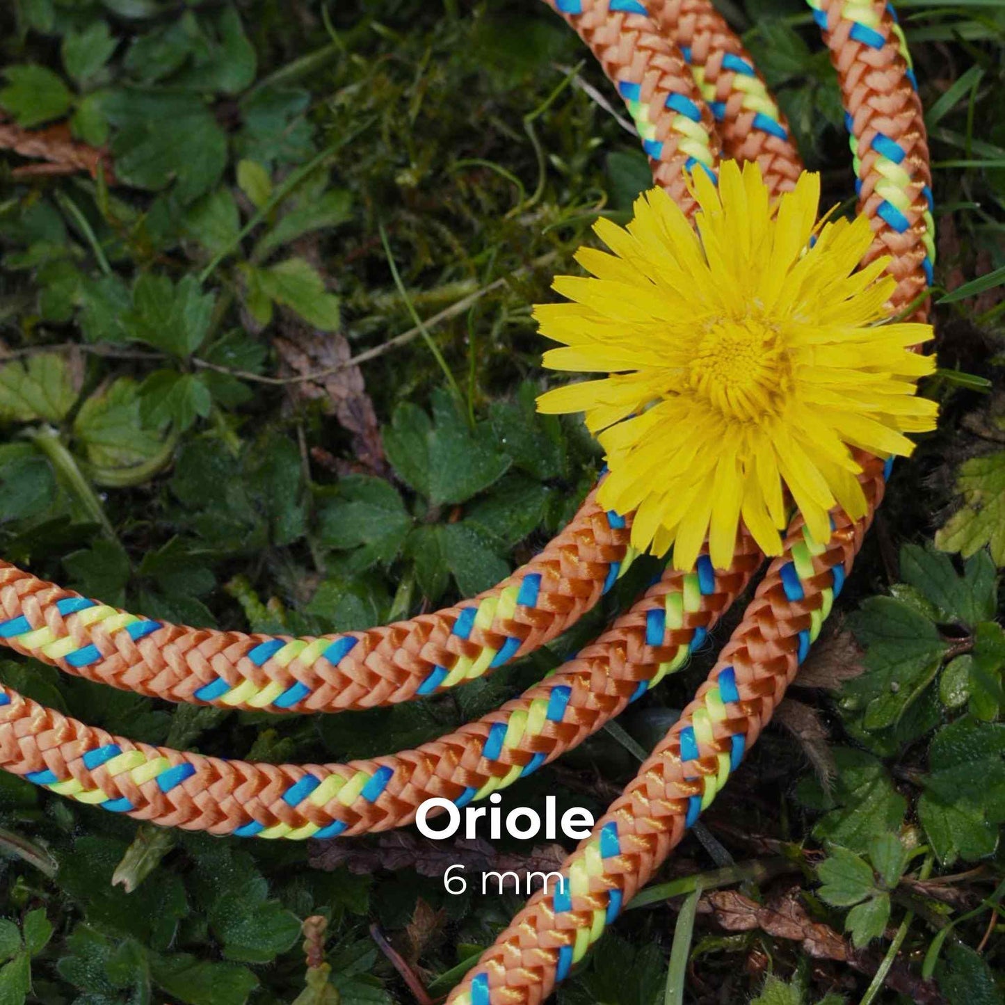 FeatherLite 6mm | Sniff Walker – Basic Everyday Leash