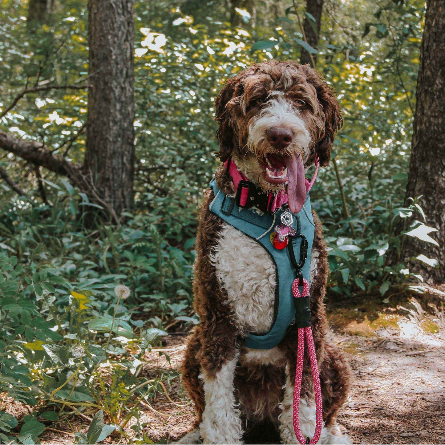 The Wanderlust Leash