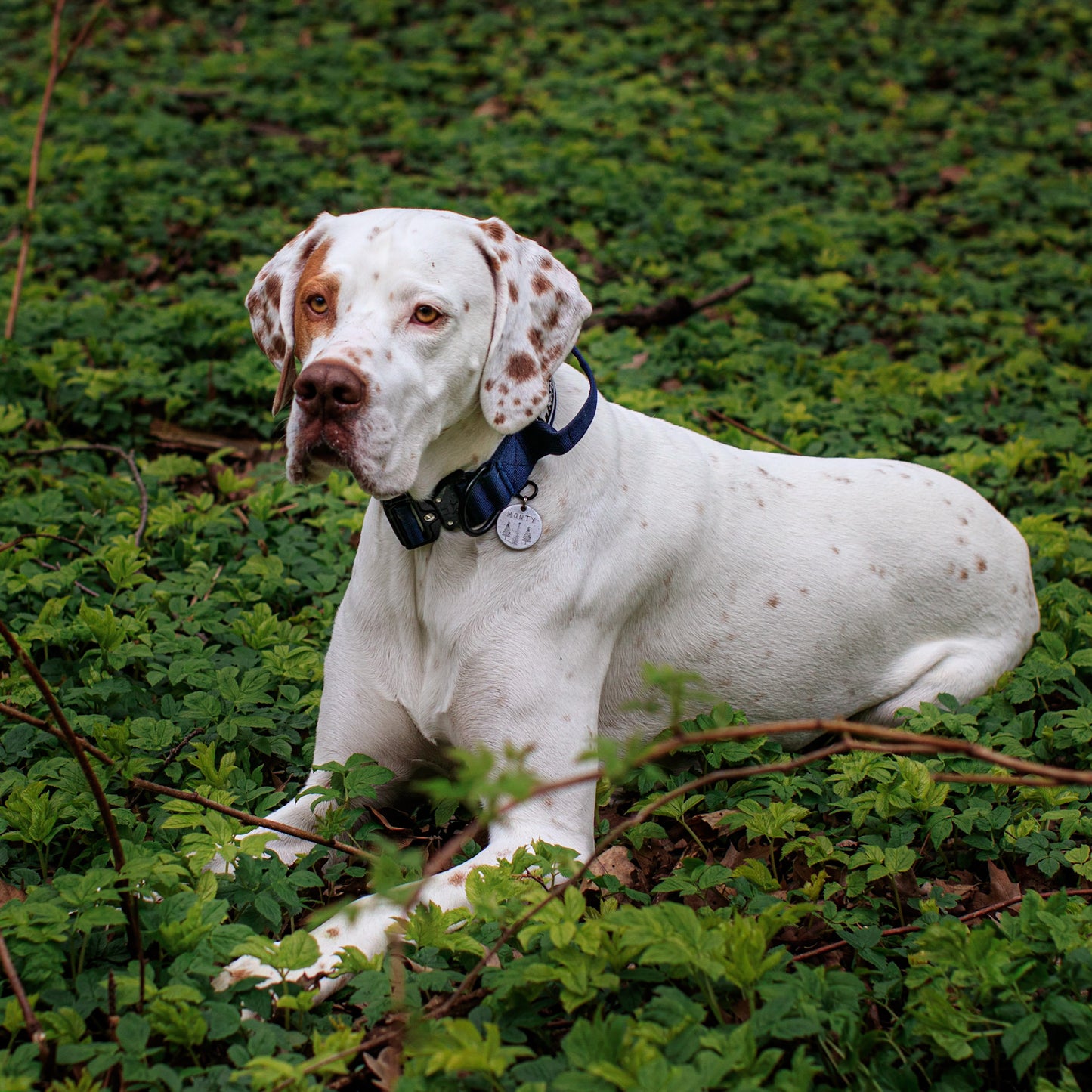 Blueberry Navy - 1.5" North Tail Collar