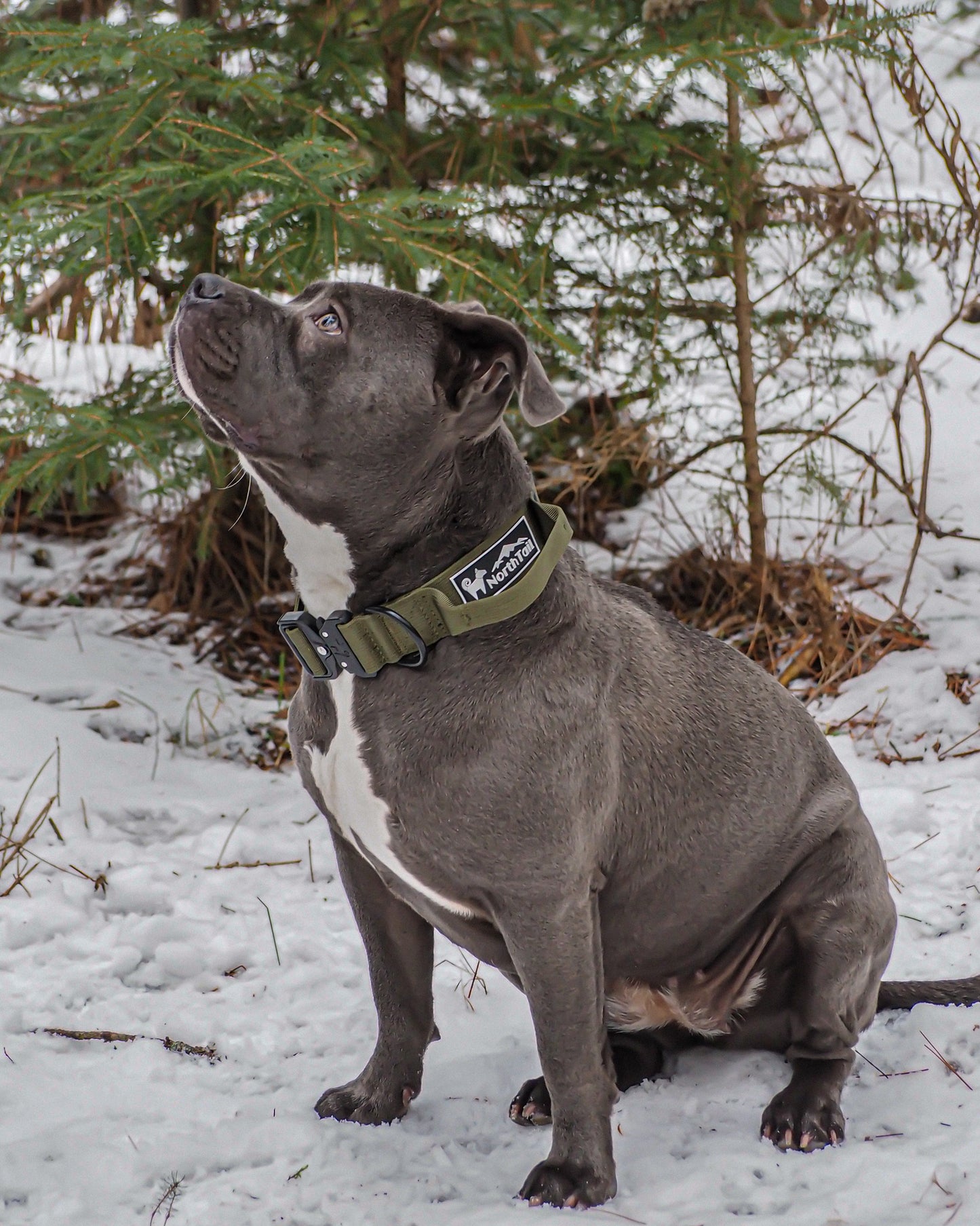 Cedar Green - 1.5" North Tail Collar