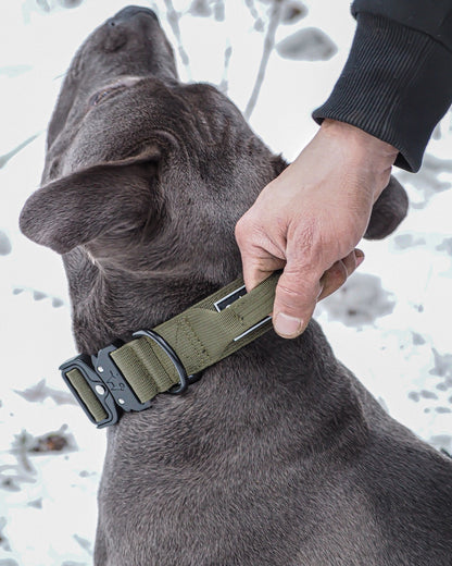 Cedar Green - 1.5" North Tail Collar