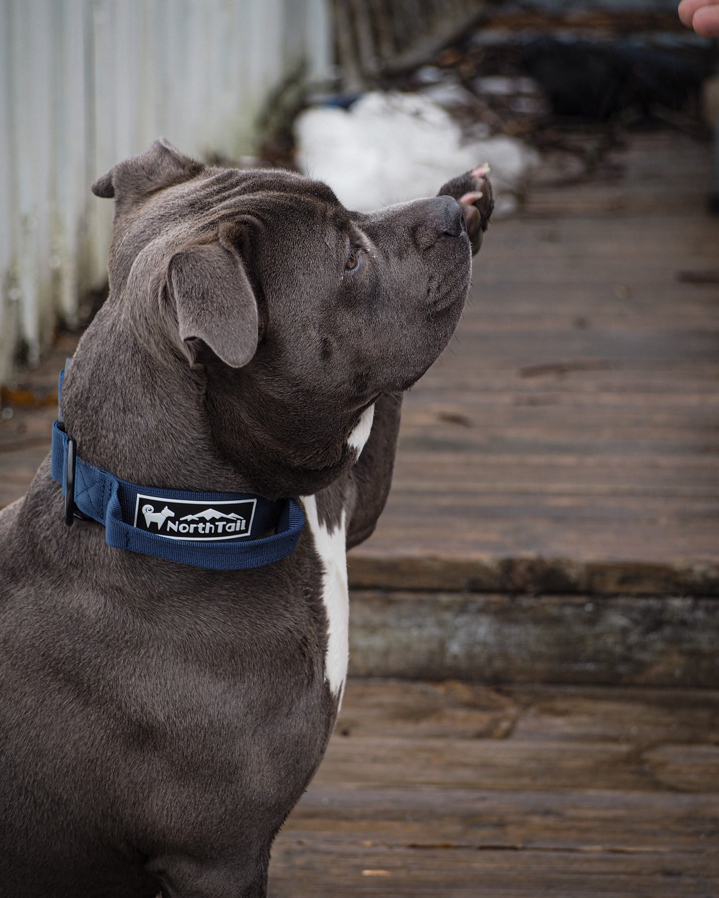 Blueberry Navy - 1.5" North Tail Collar