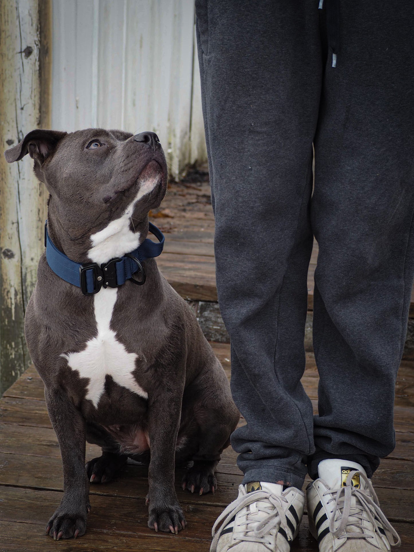 Blueberry Navy - 1.5" North Tail Collar